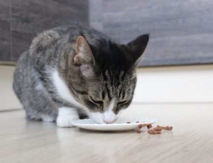 Quelle quantité de croquettes donner à un chat juvénile