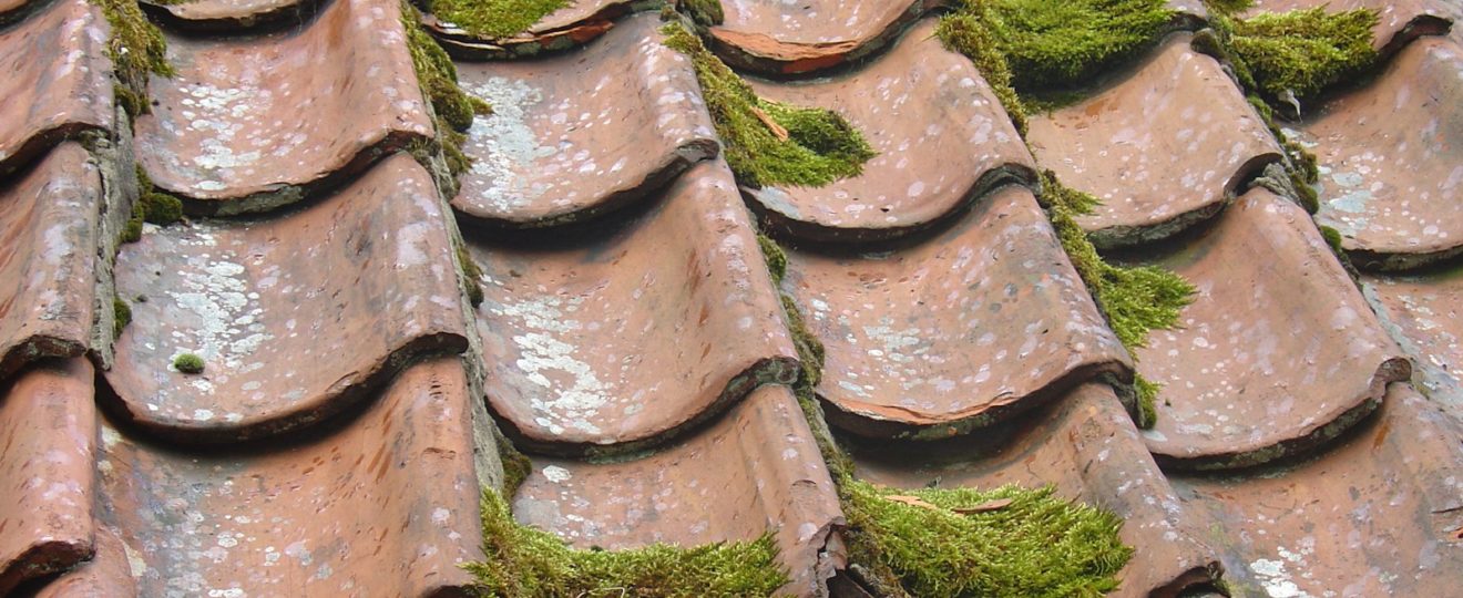 moss on roof