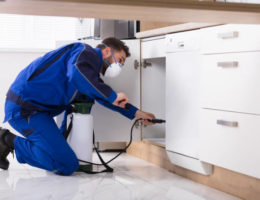 entreprise de dératisation à Lyon