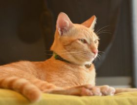 découvrez notre sélection de colliers pour chats, alliant confort, sécurité et style. idéals pour identifier votre félin tout en ajoutant une touche tendance à son look. explorez nos modèles variés pour le bonheur de votre compagnon à quatre pattes.