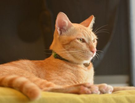 découvrez notre sélection de colliers pour chats, alliant confort, sécurité et style. idéals pour identifier votre félin tout en ajoutant une touche tendance à son look. explorez nos modèles variés pour le bonheur de votre compagnon à quatre pattes.