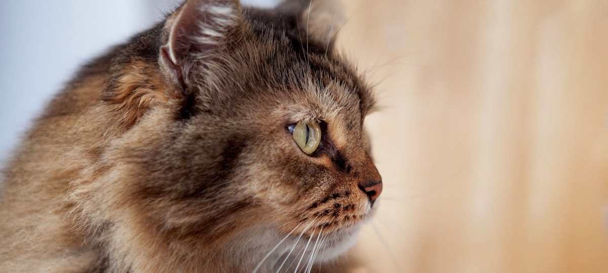 découvrez l'art de vivre dans un cocon chaleureux avec notre guide sur les maisons confortables. transformez votre espace en un refuge accueillant où chaque recoin respire la sérénité et le bien-être.