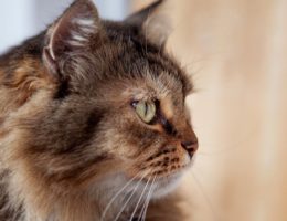 découvrez l'art de vivre dans un cocon chaleureux avec notre guide sur les maisons confortables. transformez votre espace en un refuge accueillant où chaque recoin respire la sérénité et le bien-être.