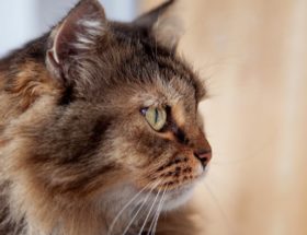 découvrez l'art de vivre dans un cocon chaleureux avec notre guide sur les maisons confortables. transformez votre espace en un refuge accueillant où chaque recoin respire la sérénité et le bien-être.