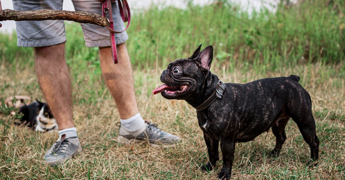 découvrez notre large sélection de colliers pour chiens, alliant confort, style et sécurité. offrez à votre compagnon à quatre pattes le meilleur accessoire pour ses promenades et sa sécurité.