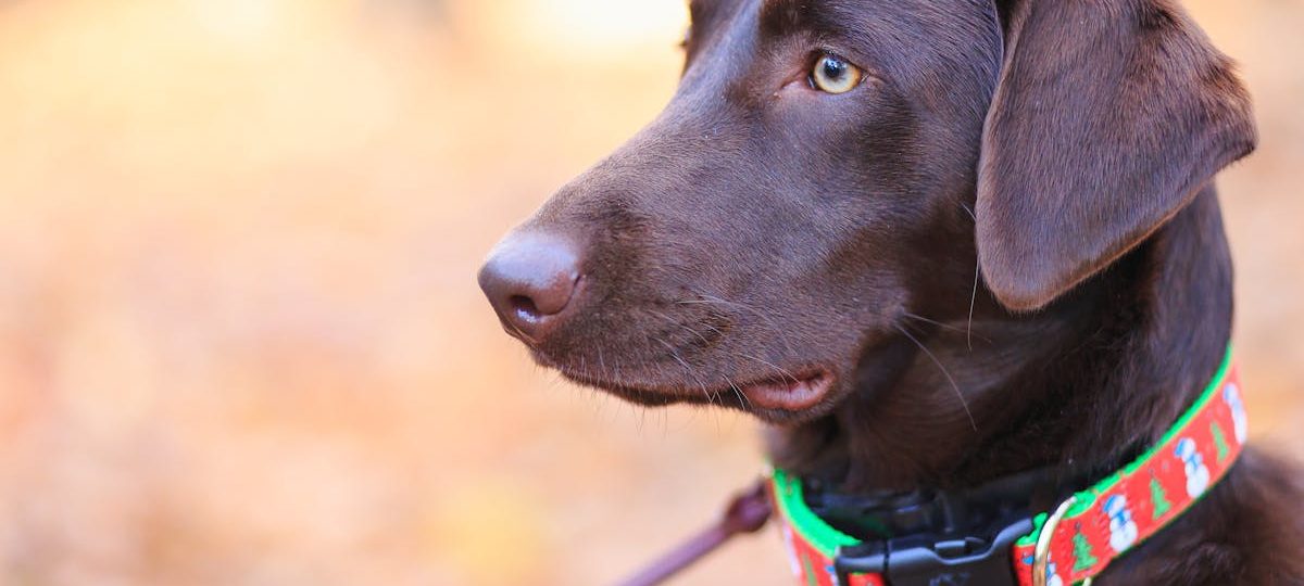 découvrez notre large sélection de colliers pour chiens alliant style et confort. offrez à votre compagnon à quatre pattes un accessoire tendance et durable, parfait pour toutes les balades !