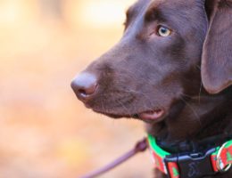 découvrez notre large sélection de colliers pour chiens alliant style et confort. offrez à votre compagnon à quatre pattes un accessoire tendance et durable, parfait pour toutes les balades !