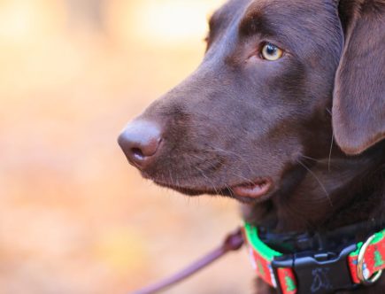 découvrez notre large sélection de colliers pour chiens alliant style et confort. offrez à votre compagnon à quatre pattes un accessoire tendance et durable, parfait pour toutes les balades !