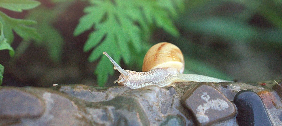 découvrez notre collection de slips pour homme, alliant confort et style. fabriqués avec des matériaux de haute qualité, nos slips offrent un maintien optimal et une coupe idéale pour un usage quotidien. explorez nos designs variés et trouvez celui qui vous convient le mieux.