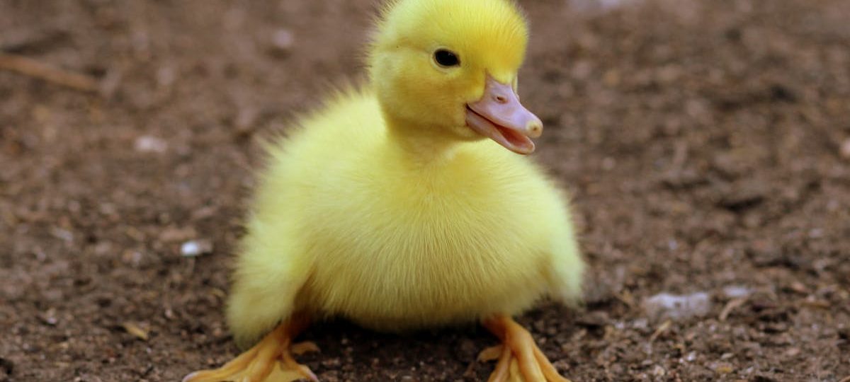 découvrez tout sur les animaux : espèces, comportements, habitats et conseils pour mieux comprendre et protéger la faune autour de nous.