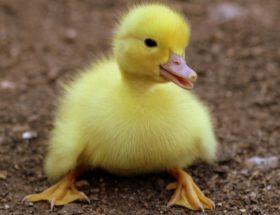 découvrez tout sur les animaux : espèces, comportements, habitats et conseils pour mieux comprendre et protéger la faune autour de nous.