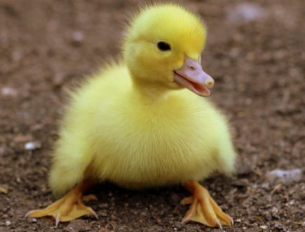 découvrez tout sur les animaux : espèces, comportements, habitats et conseils pour mieux comprendre et protéger la faune autour de nous.