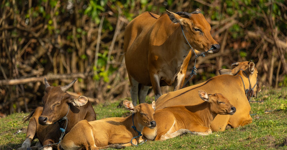 découvrez les bienfaits de la lumière du soleil sur la santé : vitamine d, humeur, sommeil et système immunitaire. profitez pleinement du soleil tout en restant protégé.