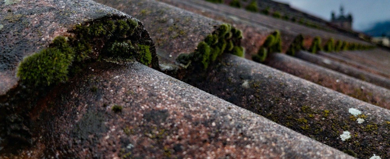 moss growing on the roof of a building