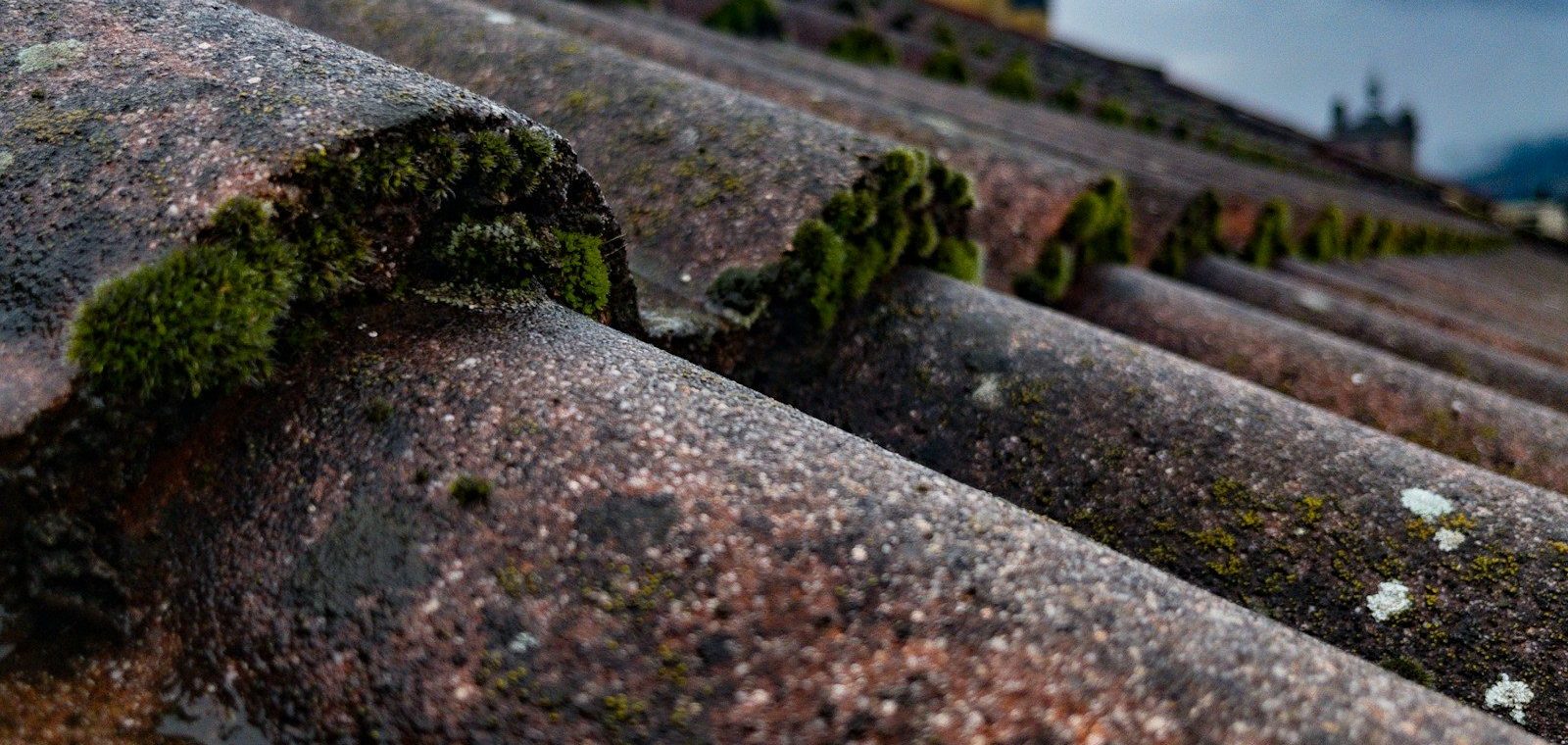 moss growing on the roof of a building