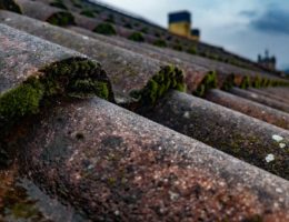 moss growing on the roof of a building