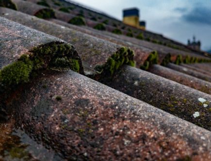 moss growing on the roof of a building